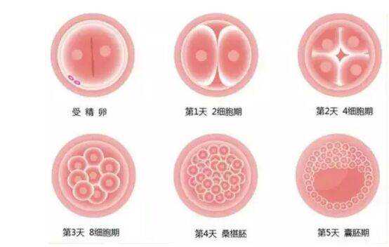 广州借卵生孩子~广州借卵子代生包男孩，月经过后几天容易怀孕